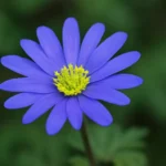 Flower David: A Complete Guide to This Unique Flower flower david