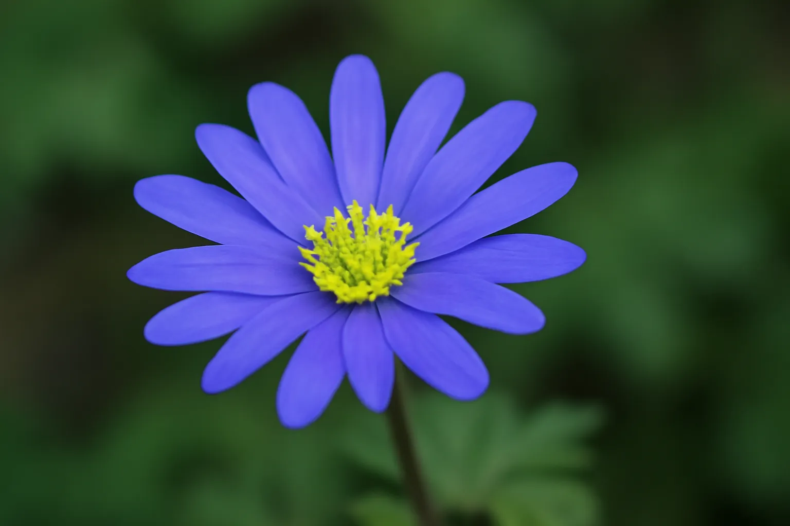 flower david